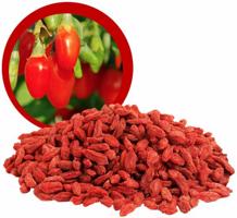 Kustovnice čínská goji